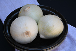 White Sweet Spanish Onion (Allium cepa 'White Sweet Spanish') at Mainescape Nursery