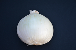 White Sweet Spanish Onion (Allium cepa 'White Sweet Spanish') at Mainescape Nursery