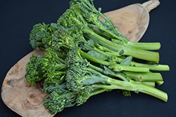 Aspabroc Broccolini (Brassica oleracea var. italica 'Aspabroc') at Mainescape Nursery