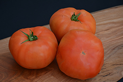 Classic Beefsteak Tomato (Solanum lycopersicum 'Beefsteak') at Mainescape Nursery