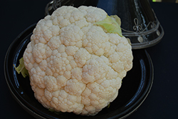 Snow Crown Cauliflower (Brassica oleracea var. botrytis 'Snow Crown') at Mainescape Nursery