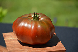 Black Krim Tomato (Solanum lycopersicum 'Black Krim') at Mainescape Nursery
