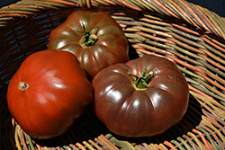 Cherokee Purple Tomato (Solanum lycopersicum 'Cherokee Purple') at Mainescape Nursery