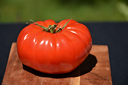Champion Tomato (Solanum lycopersicum 'Champion') at Mainescape Nursery