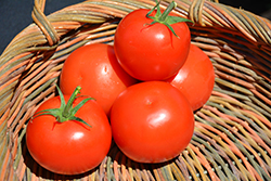 Celebrity Tomato (Solanum lycopersicum 'Celebrity') at Mainescape Nursery