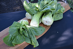 Bok Choy (Brassica rapa var. chinensis) at Mainescape Nursery