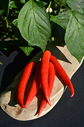 Super Chili Pepper (Capsicum annuum 'Super Chili') at Mainescape Nursery