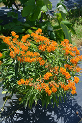 Butterfly Weed (Asclepias tuberosa) at Mainescape Nursery