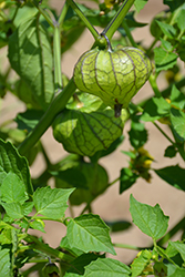 Toma Verde Tomatillo (Physalis philadelphica 'Toma Verde') at Mainescape Nursery