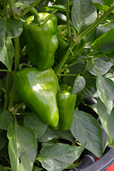 New Ace Pepper (Capsicum annuum 'New Ace') at Mainescape Nursery