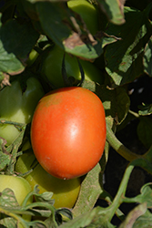 Granadero Tomato (Solanum lycopersicum 'Granadero') at Mainescape Nursery