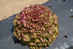 New Red Fire Lettuce (Lactuca sativa var. crispa 'New Red Fire') at Mainescape Nursery