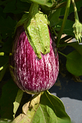 Pinstripe Eggplant (Solanum melongena 'Pinstripe') at Mainescape Nursery