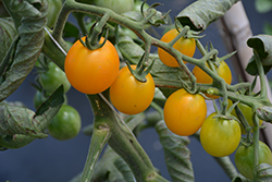 SunSugar Tomato (Solanum lycopersicum 'SunSugar') at Mainescape Nursery