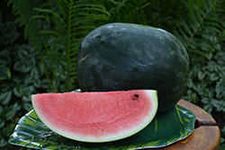 Sugar Baby Watermelon (Citrullus lanatus 'Sugar Baby') at Mainescape Nursery