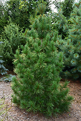 Columnar White Pine (Pinus strobus 'Fastigiata') at Mainescape Nursery