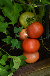 Big Beef Tomato (Solanum lycopersicum 'Big Beef') at Mainescape Nursery