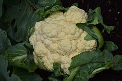 Amazing Cauliflower (Brassica oleracea var. botrytis 'Amazing') at Mainescape Nursery