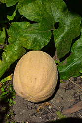 Cantaloupe Melon (Cucumis melo var. cantalupensis) at Mainescape Nursery