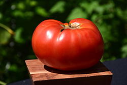 Brandywine Red Tomato (Solanum lycopersicum 'Brandywine Red') at Mainescape Nursery