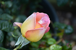 Peace Rose (Rosa 'Peace') at Mainescape Nursery