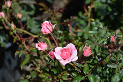 Bonica Rose (Rosa 'Meidomonac') at Mainescape Nursery