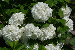 Eastern Snowball Viburnum (Viburnum opulus 'Sterile') at Mainescape Nursery