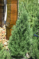 Tuscan Blue Rosemary (Rosmarinus officinalis 'Tuscan Blue') at Mainescape Nursery