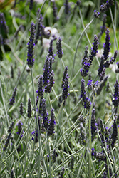 Goodwin Creek Gray Lavender (Lavandula x ginginsii 'Goodwin Creek Gray') at Mainescape Nursery