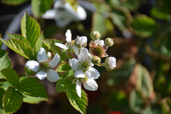 Triple Crown Blackberry (Rubus 'Triple Crown') at Mainescape Nursery