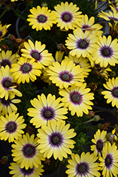 Blue Eyed Beauty African Daisy (Osteospermum ecklonis 'Balostlueye') at Mainescape Nursery