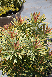 Ascot Rainbow Variegated Spurge (Euphorbia 'Ascot Rainbow') at Mainescape Nursery