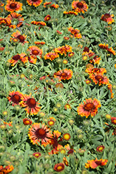 SpinTop Copper Sun Blanket Flower (Gaillardia aristata 'SpinTop Copper Sun') at Mainescape Nursery