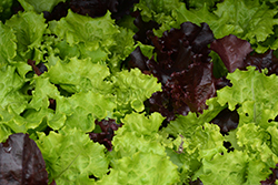 Gourmet Salad Blend Lettuce (Lactuca sativa var. crispa 'Gourmet Salad Blend') at Mainescape Nursery