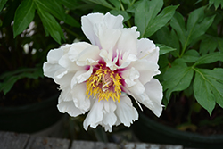 Cora Louise Peony (Paeonia 'Cora Louise') at Mainescape Nursery