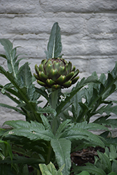 Globe Artichoke (Cynara scolymus) at Mainescape Nursery