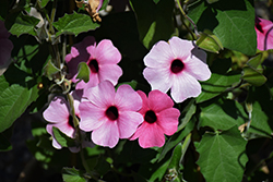 Sunny Susy Rose Sensation Black-Eyed Susan (Thunbergia alata 'Sunny Susy Rose Sensation') at Mainescape Nursery