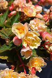 Double Delight Primrose Begonia (Begonia 'Kerbespicup') at Mainescape Nursery