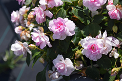 Rockapulco Appleblossom Impatiens (Impatiens 'BALFIEPLOS') at Mainescape Nursery