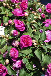 Rockapulco Purple Impatiens (Impatiens 'BALFIEPRIM') at Mainescape Nursery