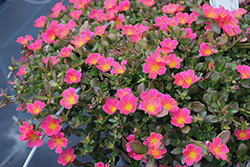 Mojave Pink Portulaca (Portulaca grandiflora 'Mojave Pink') at Mainescape Nursery
