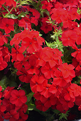 Intensia Red Hot Annual Phlox (Phlox 'DPHLOX911') at Mainescape Nursery