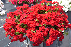 Intensia Red Hot Annual Phlox (Phlox 'DPHLOX911') at Mainescape Nursery