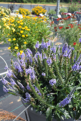 Magic Show Ever After Speedwell (Veronica 'Ever After') at Mainescape Nursery