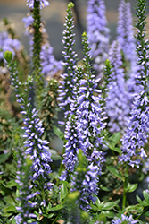 Magic Show Ever After Speedwell (Veronica 'Ever After') at Mainescape Nursery