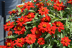 Profusion Red Zinnia (Zinnia 'Profusion Red') at Mainescape Nursery