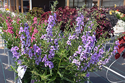 Angelface Steel Blue Angelonia (Angelonia angustifolia 'ANSTEEL') at Mainescape Nursery