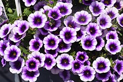 Superbells Blue Moon Punch Calibrachoa (Calibrachoa 'Superbells Blue Moon Punch') at Mainescape Nursery