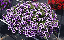 Superbells Blue Moon Punch Calibrachoa (Calibrachoa 'Superbells Blue Moon Punch') at Mainescape Nursery