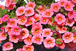 Superbells Coralina Calibrachoa (Calibrachoa 'iNCALMIABE') at Mainescape Nursery